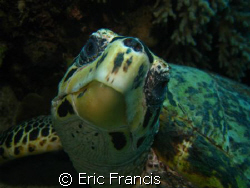 photogenic hawksbill.  Canon 960is ikelite housing and ds... by Eric Francis 